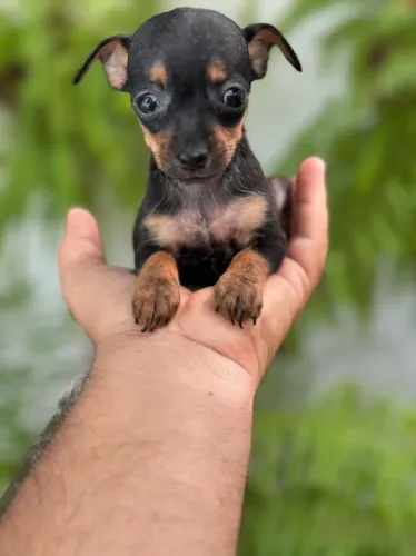 Pinscher original miniatura micro com pedigree até 10 parcelas no cartão 