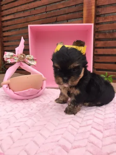 yorkshire terrier
