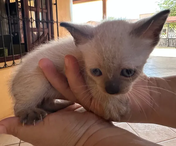 Doação de gatinha
