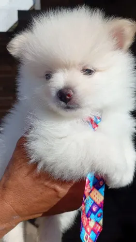 Último macho Spitz alemão