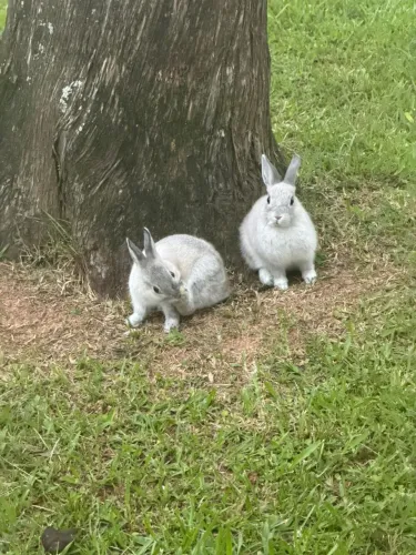Casal de mini coelhos 