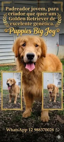 Goldens Retriever padreador jovem 