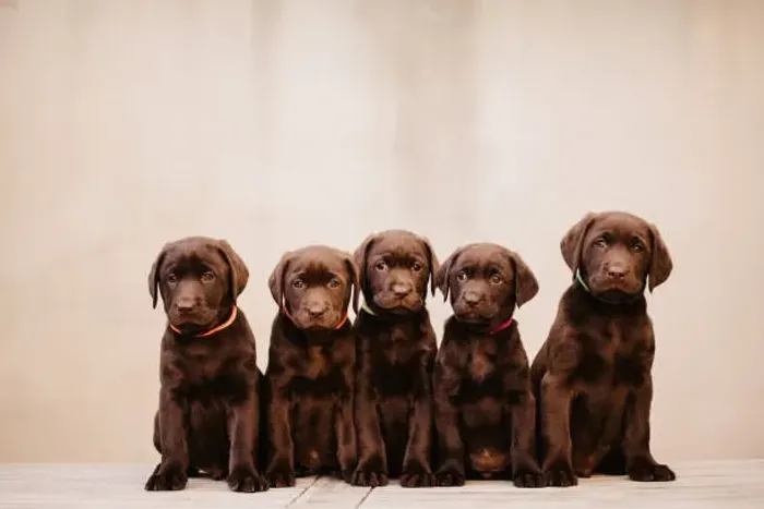 labrador chocolate Filhotes Lindos e Saudáveis Prontos para um Novo Lar! ?