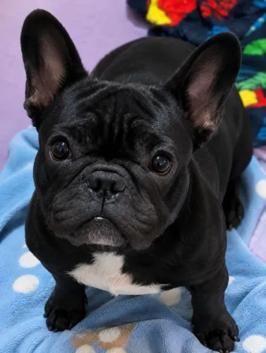 Doação Bulldog Francês - leia o anúncio!