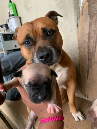 Pitbull misturado com América buler