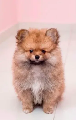 Filhote de Lulu da Pomerânia Spitz alemão