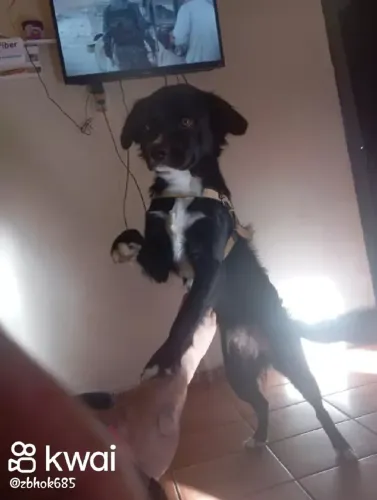 Cachorro pra doação