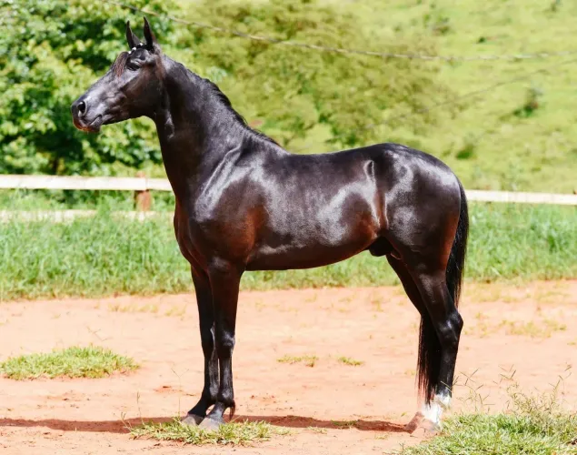 Cavalo MM