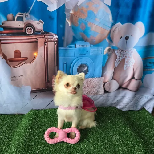 Chihuahua Fêmea Pelo longo Pedigree toda Vacinada 7 meses! Aceito cartão