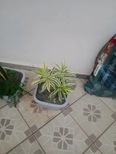 Planta dracena