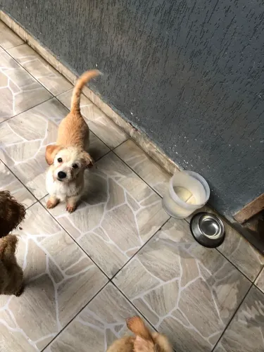 Doa se cachorro