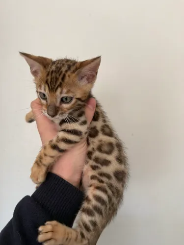 Gato de bengala (Bengal)