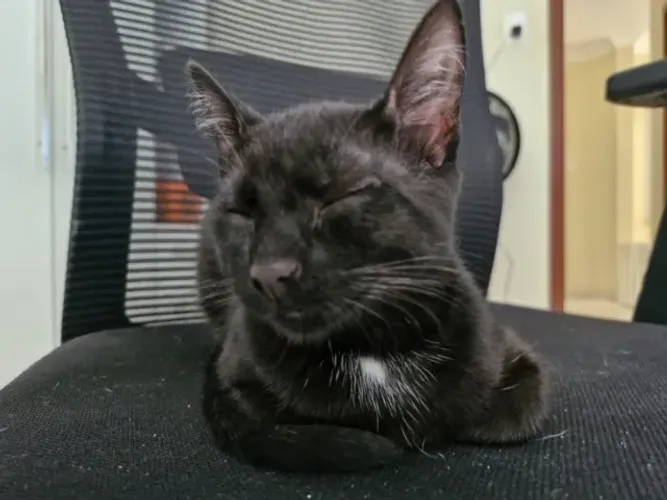 Gatinho preto filhote 5 meses