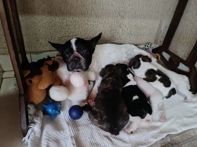 Filhotes Bulldog Francês