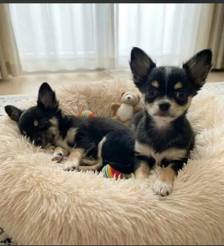 Chihuahua pelo longo