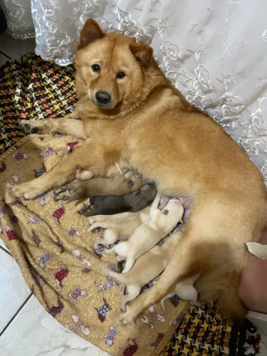 Filhote de chow chow