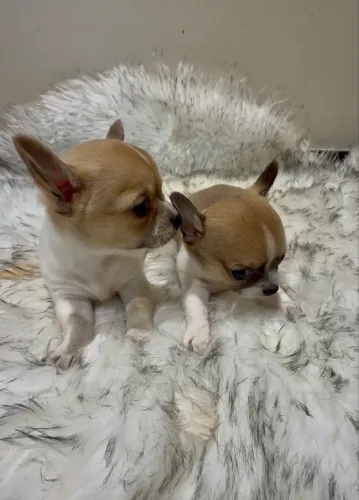 Chihuahua MICRO