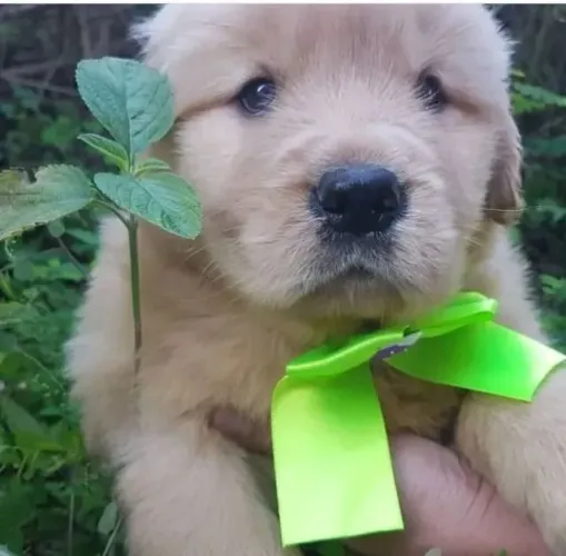 Golden Retriever Esse filhotinho vai conquistar até quem dizia não querer pet
