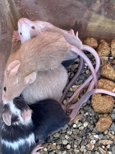 Ratos topodongo 