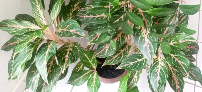 Aglaonema Butterfly ? 