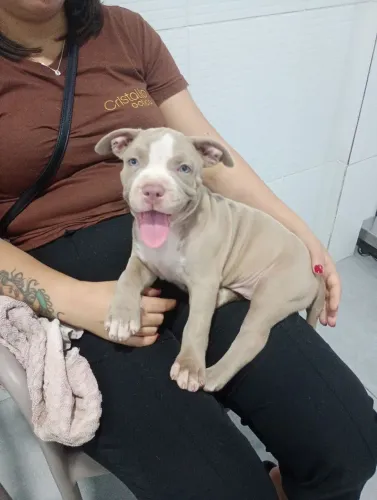 Pitbull Pitmonster 3 meses 