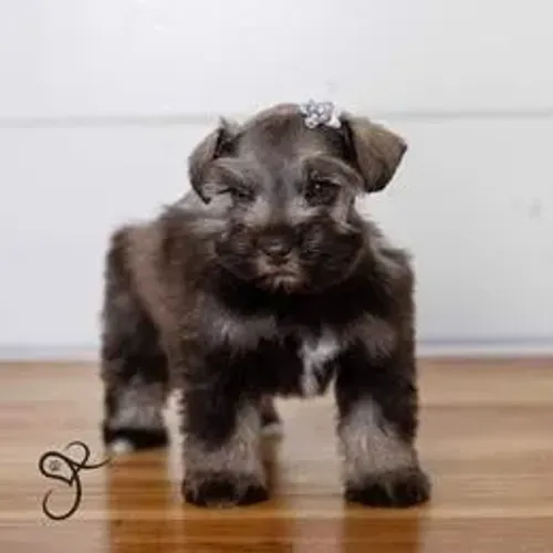 Schnauzer,Schnauzer Filhote Vacinado e Vermifugado