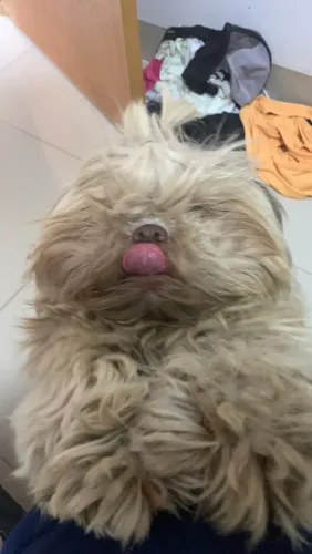 Shitzu (PARA COBERTURA)