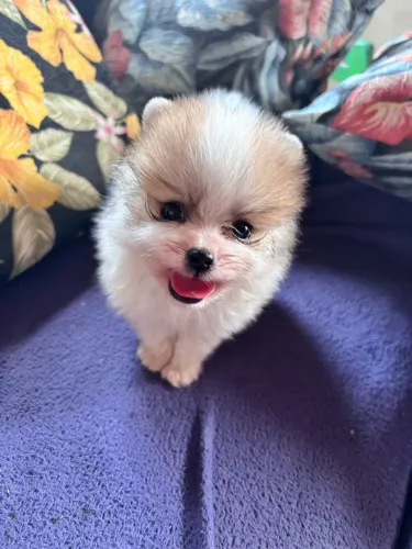 Lulu pomeranea Anão