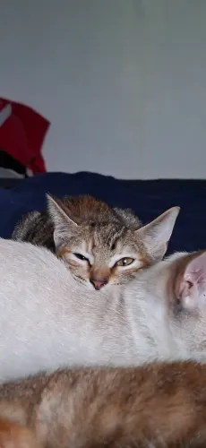 Gatinha filhote para adoção