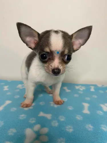 Filhotes chihuahua