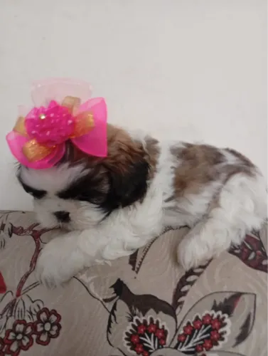 Shih-tzu com 52 dias fêmea vacinado e vermifugado