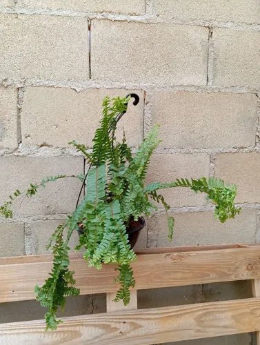 Plantas Pendentes para sombra, entregas em Caitité e Guanambi