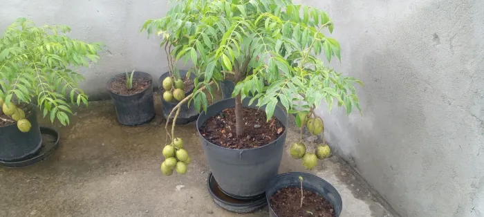 Cajarana