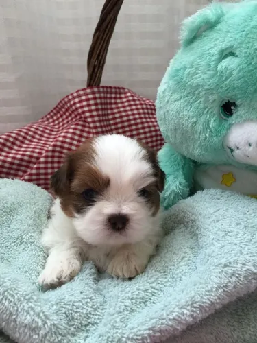 Filhotes Especiais à Venda Lhasa Apso fêmea 