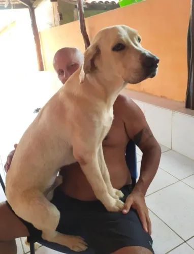 Cachorro LABRADOR