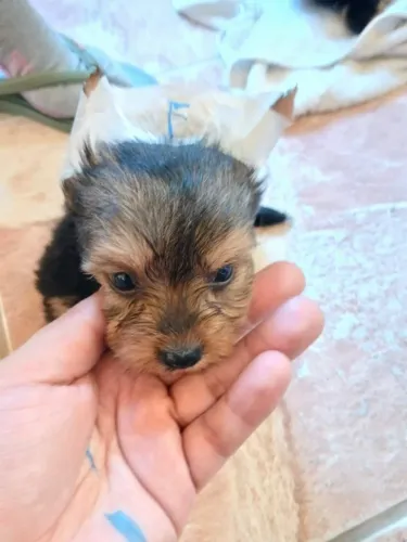 Filhotes de Yorkshire | Amor de cachorro em sua forma mais pura.