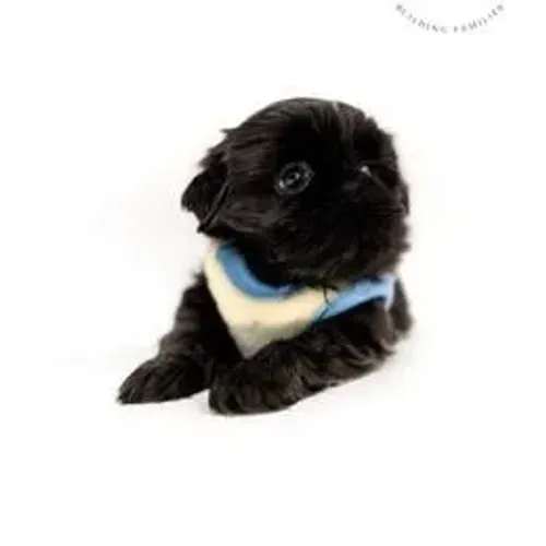 Shih Tzu,Shih Tzu Filhote Estrutura Perfeita Disponível