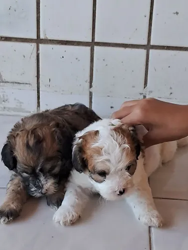 Cachorros poddle com Maltes