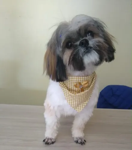Shitzu macho mini puro 