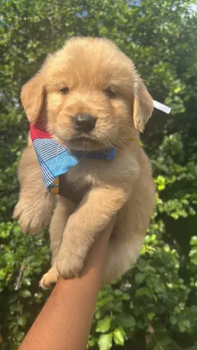 Golden Retriever Filhotinhos Lindos com Vacina