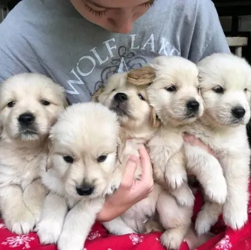 Filhotes de Golden retriever | Um cachorro cheio de charme.