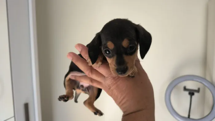 Lindo machinho de Basset teckel preto e canela disponível - alfenas MG