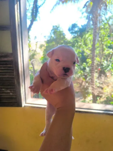 American Bully