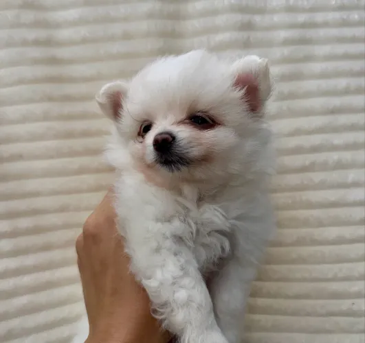 Filhotes Lulu da Pomerânia/Spitz Alemão - Fêmea Creme