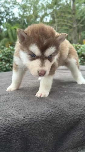 Husky Wolly?