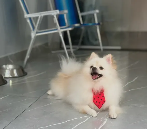 Spitz castrado