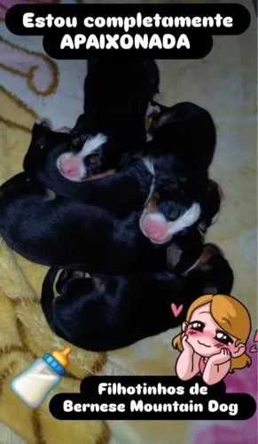 Filhotes Bernese 