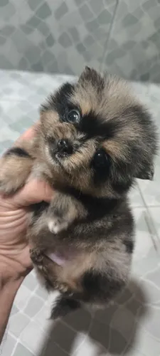 chihuahua machinhos pelo longo