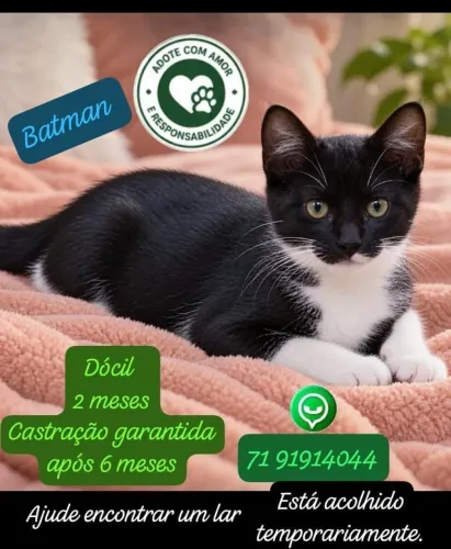 Adote o gatinho Batman