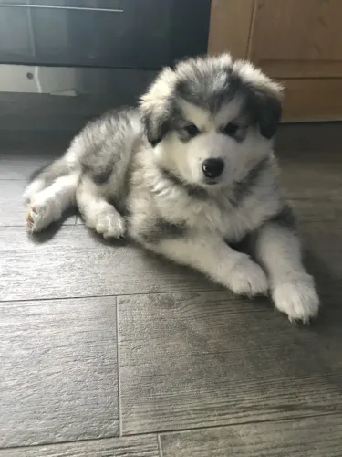 Filhotes de Husky Siberiano |Amor em quatro patas esperando por você.